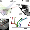 Figure 1. XROMM analysis of guineafowl limb movement through a compliant substrate (poppy seeds).