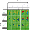 Figure 2. Track ontogeny. Simulated track using the motions of guineafowl traversing poppy seeds as part of a discrete element simulation.