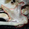 The quadrate articulates with four bones: pterygoid, braincase, jugal and mandible.