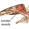 Fig. 1: Oral jaws are not used for snail crushing in black carp; instead, the pharyngeal jaws function in fracturing snails. These jaws are modified fifth gill arches, which no longer have respiratory function; arches 1-4 are still normal gills. The pharyngeal jaw lies immediately anterior and medial to the pectoral girdle and is supported by a sling of muscles with no jaw joint. The main focus of this study was the levator muscle, which elevates the jaws into occlusion with the base of the skull.