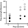 Fig. 3: Each of our three individuals could fit all four sizes of prey between the jaws, and attempted to break them when they were filled with food. Each individual was given 5-10 attempts to crush each combination of sizes/strengths. Black-filled circles indicate 100% success in crushing the tubes of that size/strength, and success rates decline as the colors get lighter. White indicates zero success on a given food item. Note how performance varies not only with force (along the Y axis), but also with prey size (along the X axis). If an animal was unable to crush all of the food items of a given size and strength, we did not test stronger food items of that same size.