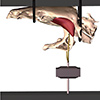 Fig. 4: After the performance tests, we measured muscle force at a variety of muscle lengths. Using this setup, we electrically stimulated the muscle, recorded jaw and skull position using XROMM, and measured force using a force transducer. Since we had some feeding trials also within view of the X-ray machines, we were able to reconstruct what muscle length was used in vivo, and how that corresponded to muscle lengths along the force-length curve in situ.