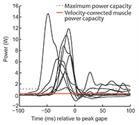 Figure 2. Suction expansion power (black lines) from the strikes of one bass, compared with the maximum (grey dashed line) and velocity-corrected (red line) power capacities of the cranial muscles from the same individual. For all strikes, peak expansion power was far greater than the maximum power the cranial muscles could produce. Modified from Camp et al., 2015.