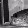 Movie 1: External video of largemouth bass suction feeding strike. This has been slowed down 10 times, and was originally recorded at 300 frames per second.