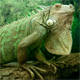 Green iguana, Iguana iguana.