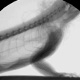 Still image from biplanar X-ray video of lung ventilation in a green iguana. Snout-vent length of this animal is approximately 50 cm.