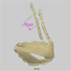 Iguana Breathing: XROMM animation of costal cartilages 1 and 2