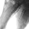 Figure 2. Fluoroscope image of pig snout with radiopaque tantalum markers. Bones appear dark and air white in this x-ray positive image. The tantalum beads are the small black spots.